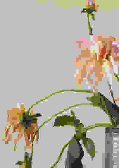 Το γέλιο της μέδουσας