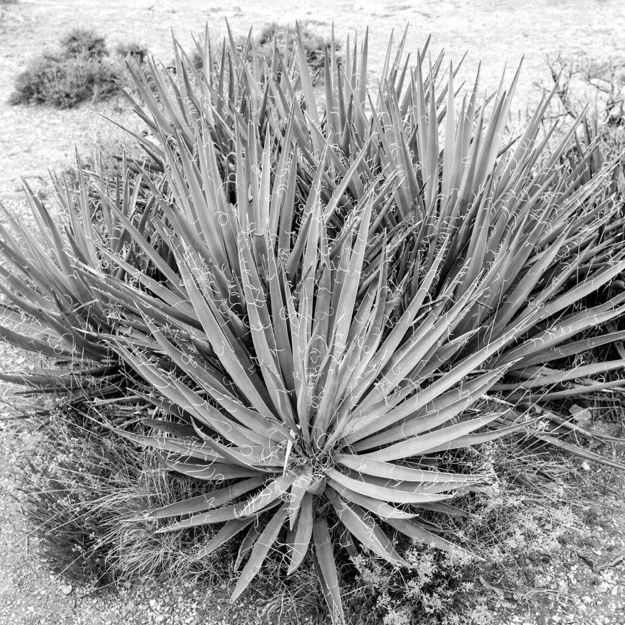 The Desert Club