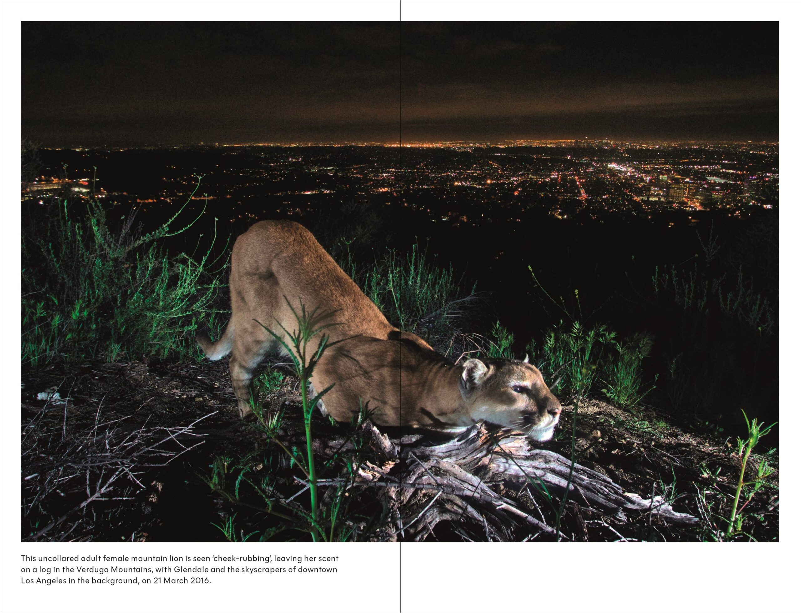 Cat Tales: A History