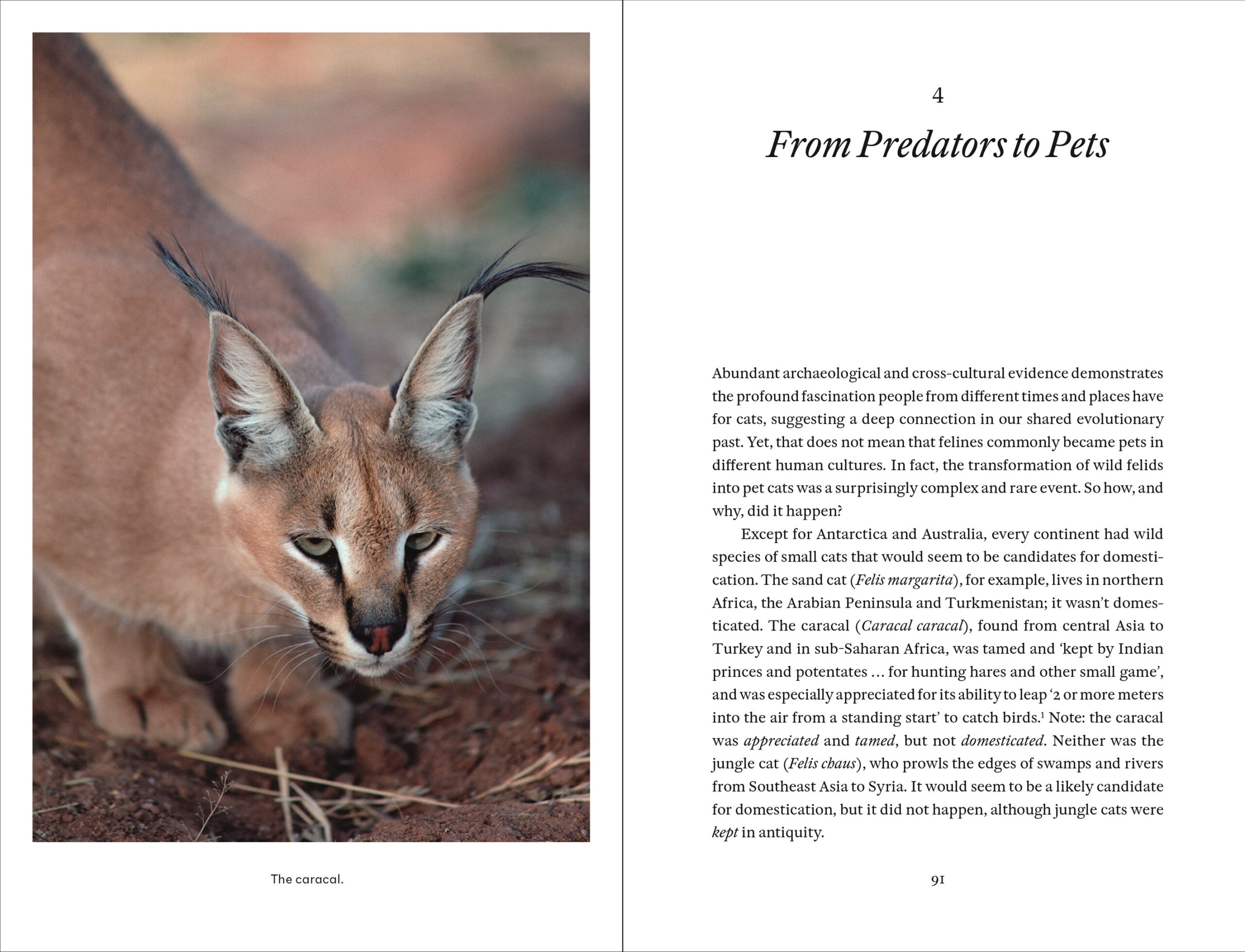 Cat Tales: A History