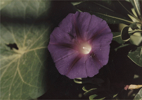 George Tourkovasilis: Strange Switch. Spent. The Night, Sleep.