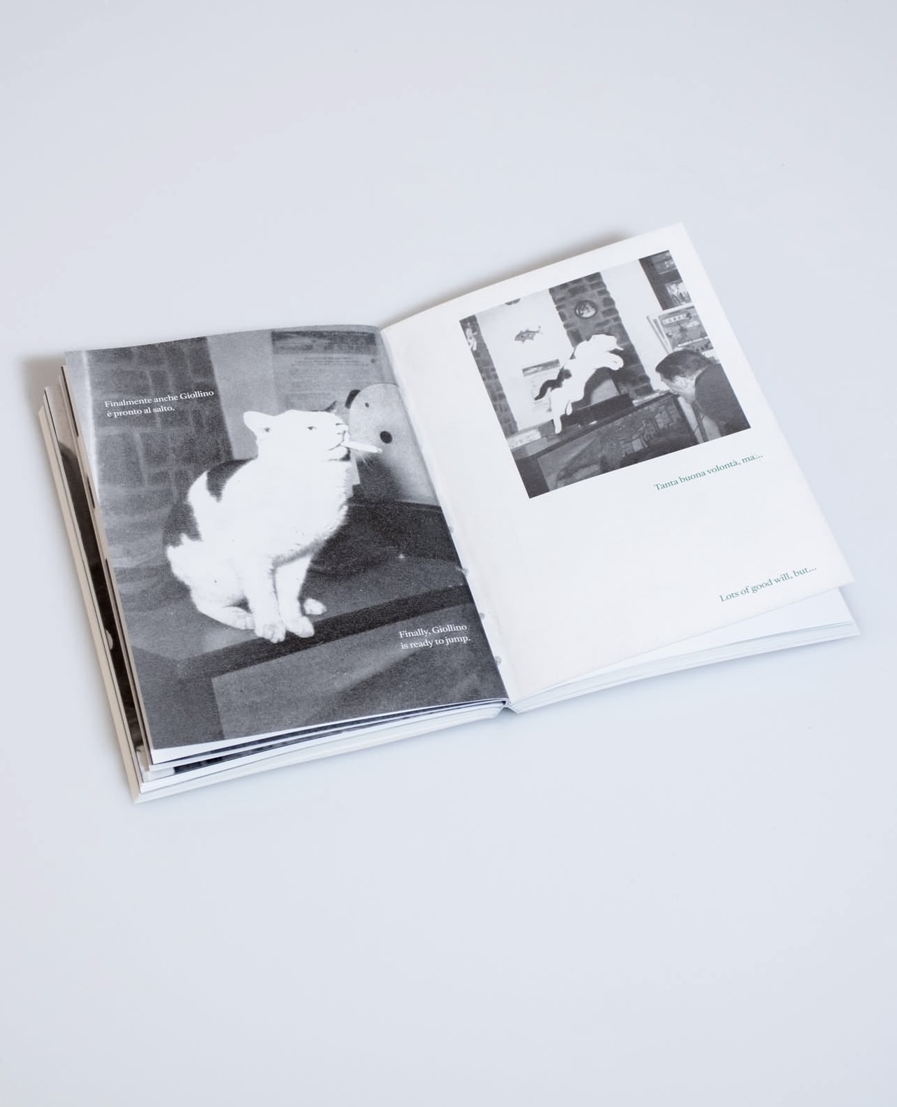 Jolly: Il gatto che fuma – Jolly: The Smoking Cat