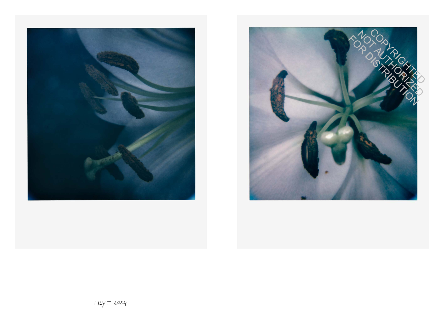 Francois Halard: Art & Flowers