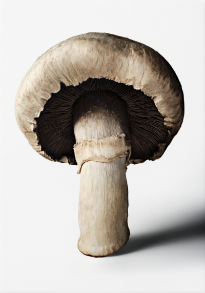 The Gourmand's Mushroom: A Collection of Stories & Recipes