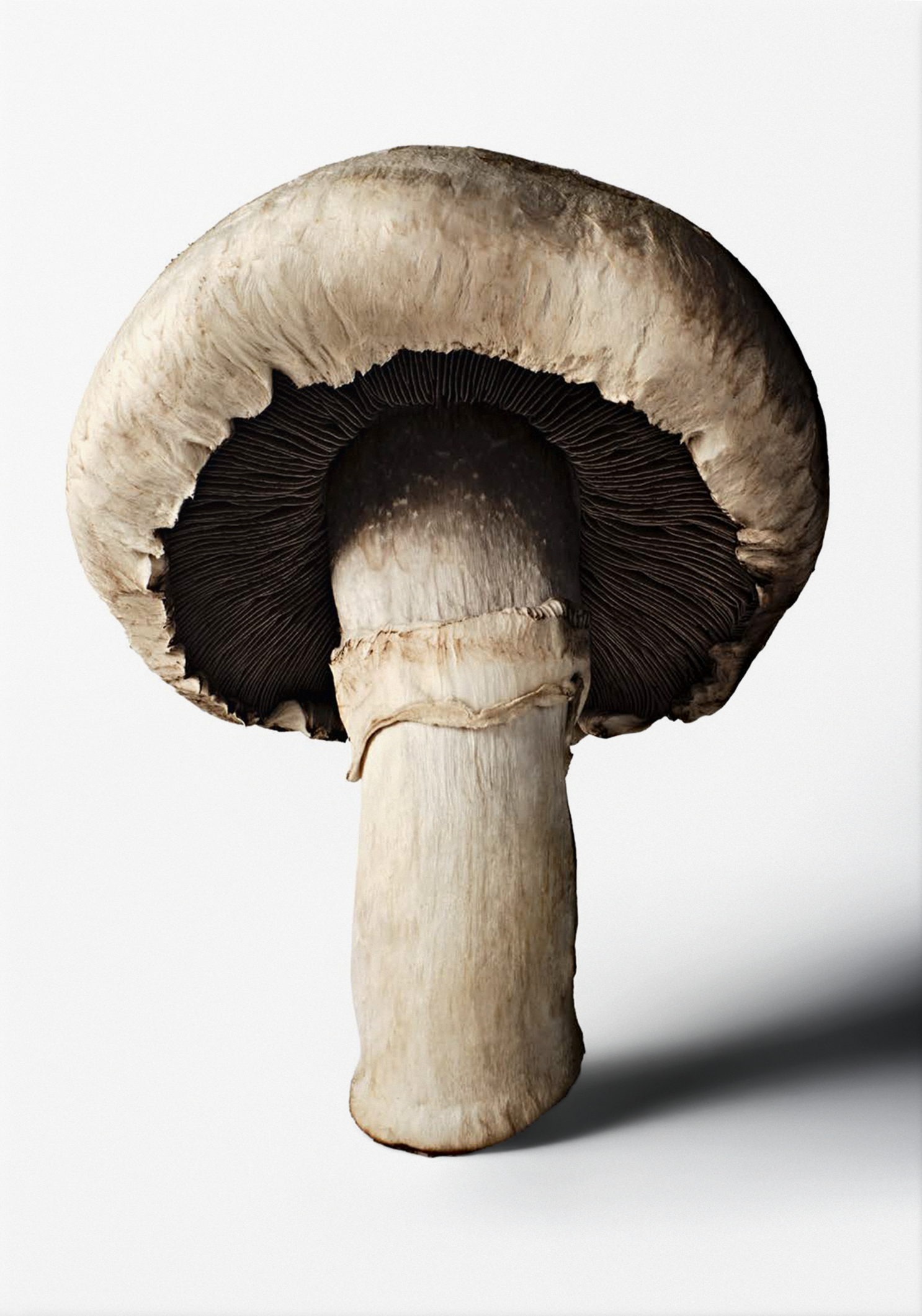 The Gourmand’s Mushroom: A Collection of Stories & Recipes
