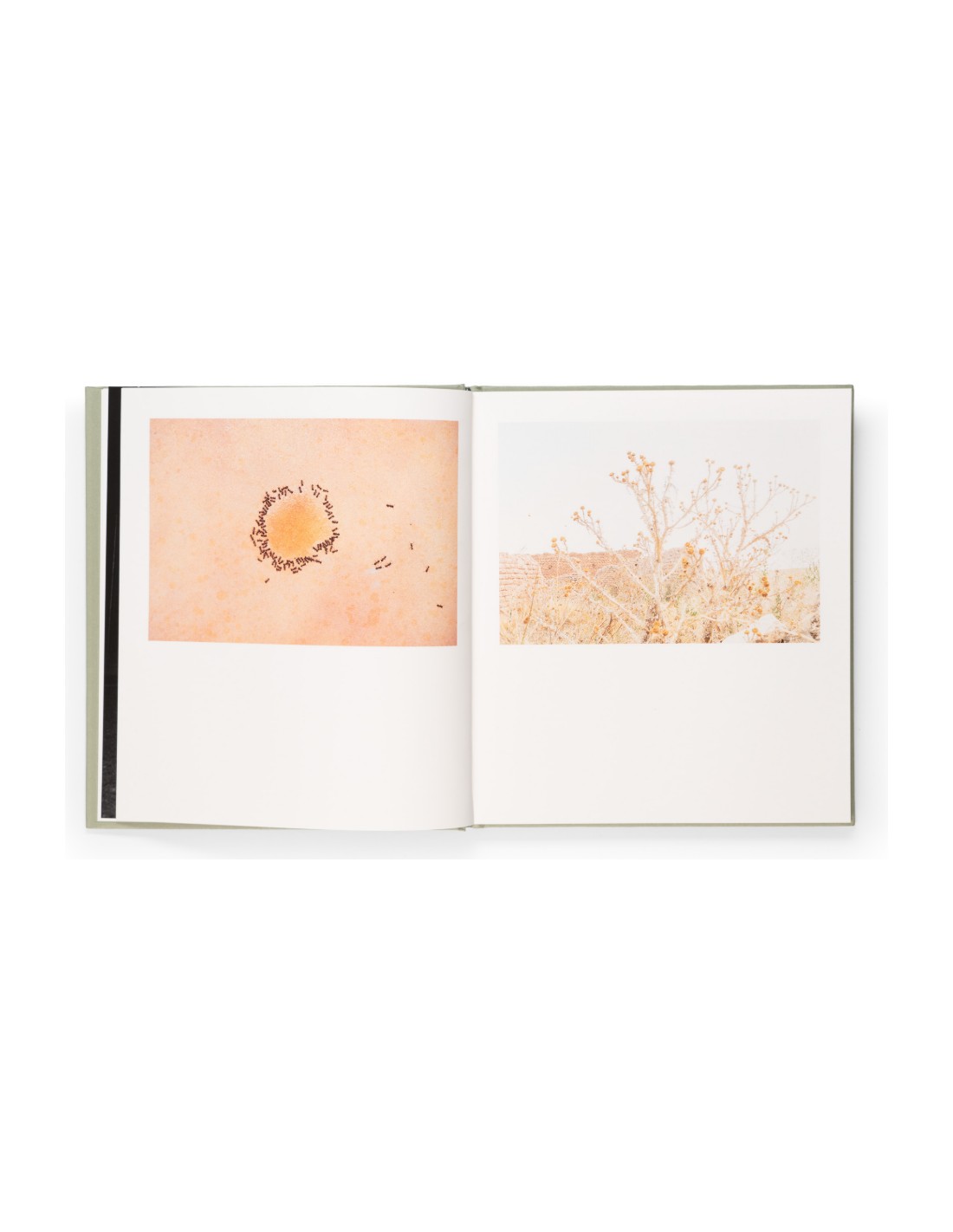 Virginia Villacisla: Presencio & The Rural Kids