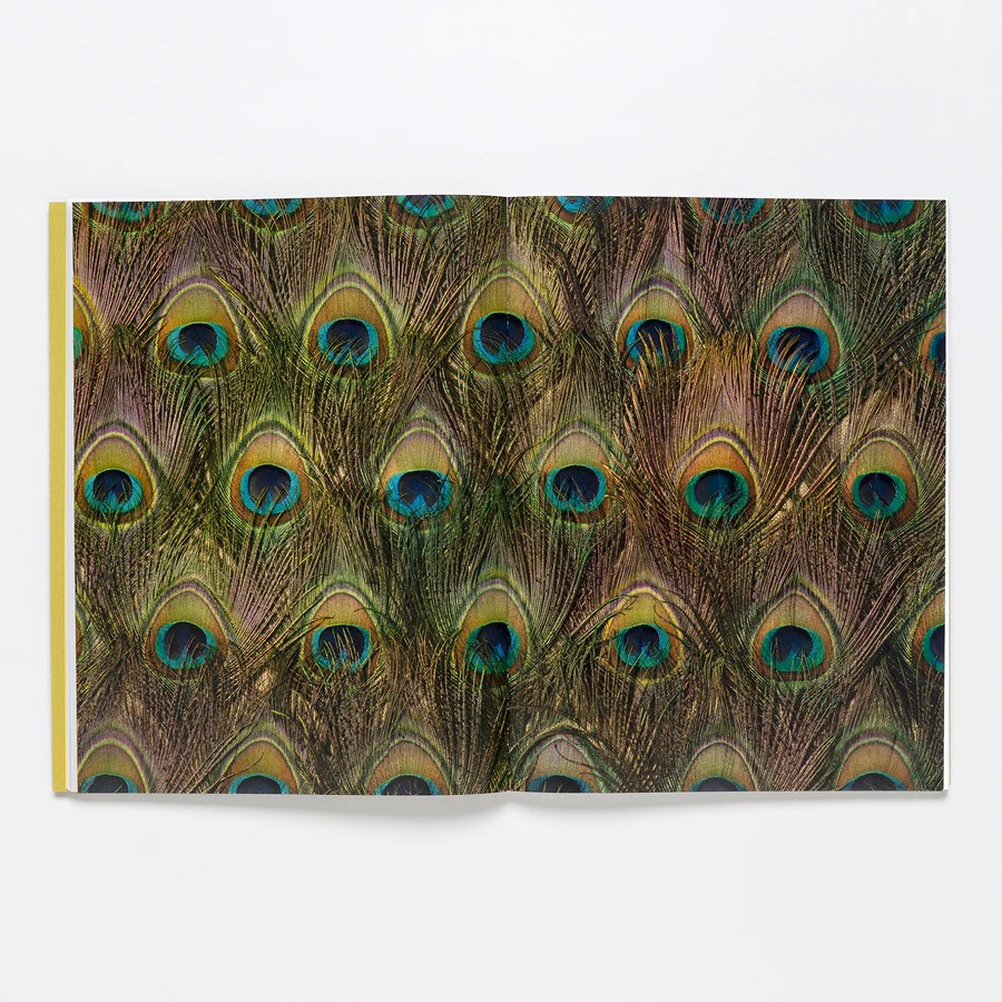 Carol Bove