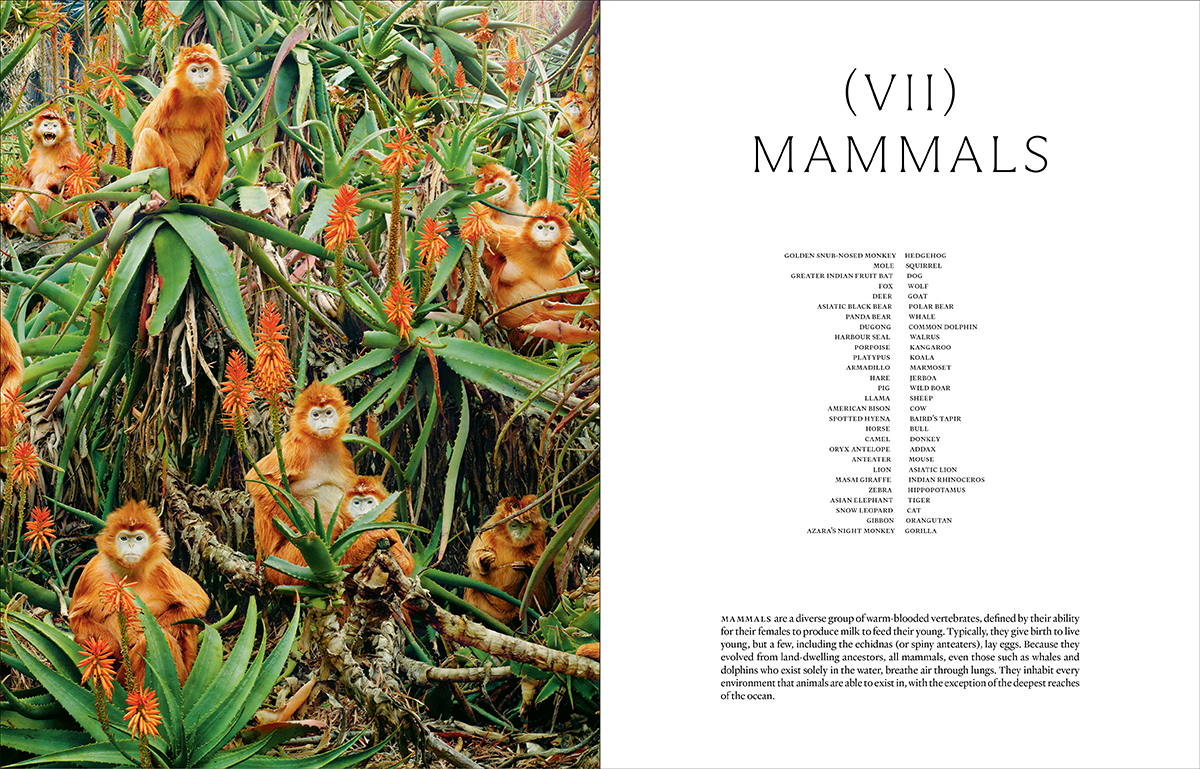 Ark: A Visual Treasury of Earth’s Living Wonders