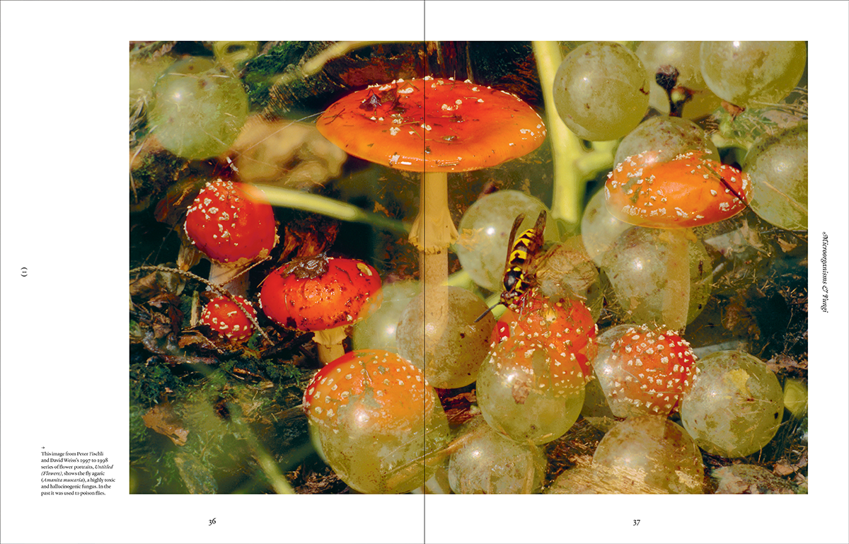 Ark: A Visual Treasury of Earth’s Living Wonders